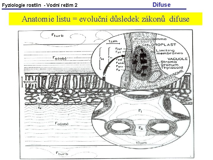 Fyziologie rostlin - Vodní režim 2 Difuse Anatomie listu = evoluční důsledek zákonů difuse