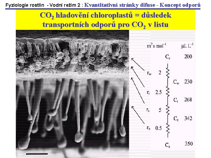 Fyziologie rostlin - Vodní režim 2 : Kvantitativní stránky difuse - Koncept odporů CO