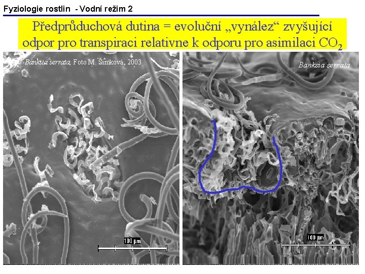 Fyziologie rostlin - Vodní režim 2 Předprůduchová dutina = evoluční „vynález“ zvyšující odpor pro