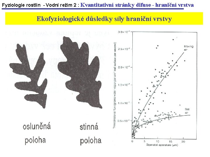 Fyziologie rostlin - Vodní režim 2 : Kvantitativní stránky difuse - hraniční vrstva Ekofyziologické