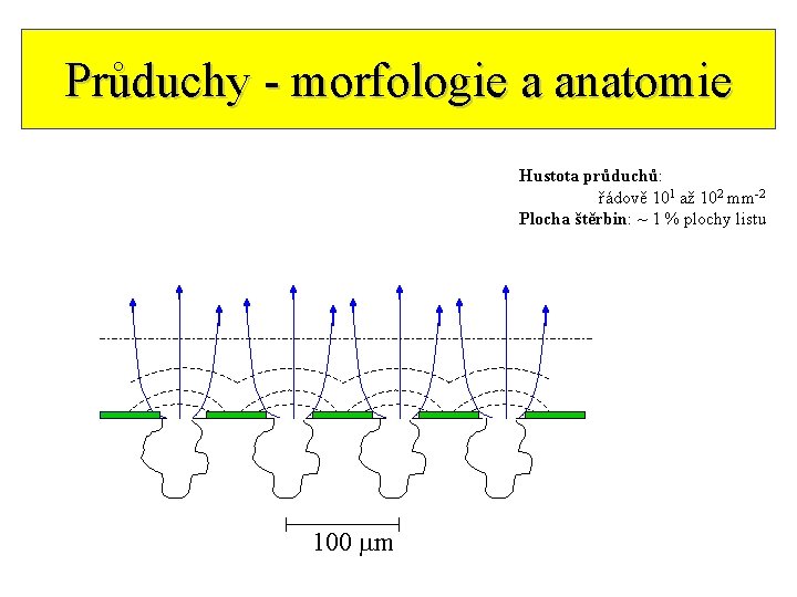 Průduchy - morfologie a anatomie Hustota průduchů: řádově 101 až 102 mm-2 Plocha štěrbin: