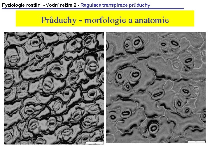 Fyziologie rostlin - Vodní režim 2 - Regulace transpirace průduchy Průduchy - morfologie a