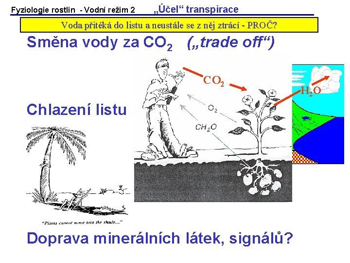 Fyziologie rostlin - Vodní režim 2 „Účel“ transpirace Voda přitéká do listu a neustále