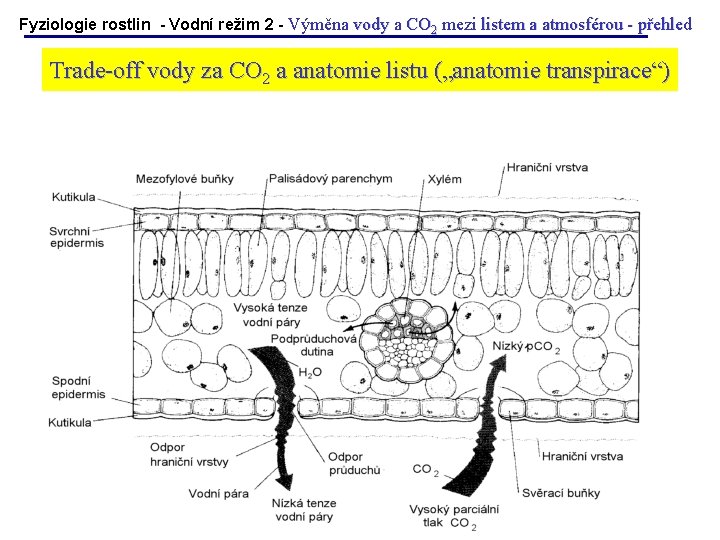 Fyziologie rostlin - Vodní režim 2 - Výměna vody a CO 2 mezi listem