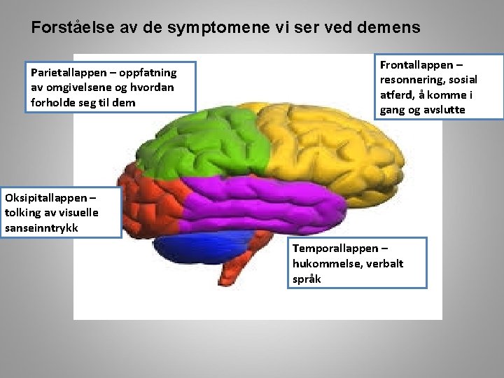 Forståelse av de symptomene vi ser ved demens Parietallappen – oppfatning av omgivelsene og