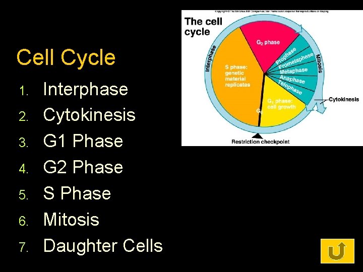 Cell Cycle 1. 2. 3. 4. 5. 6. 7. Interphase Cytokinesis G 1 Phase
