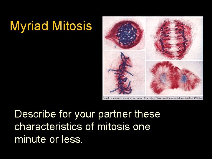 Myriad Mitosis Describe for your partner these characteristics of mitosis one minute or less.
