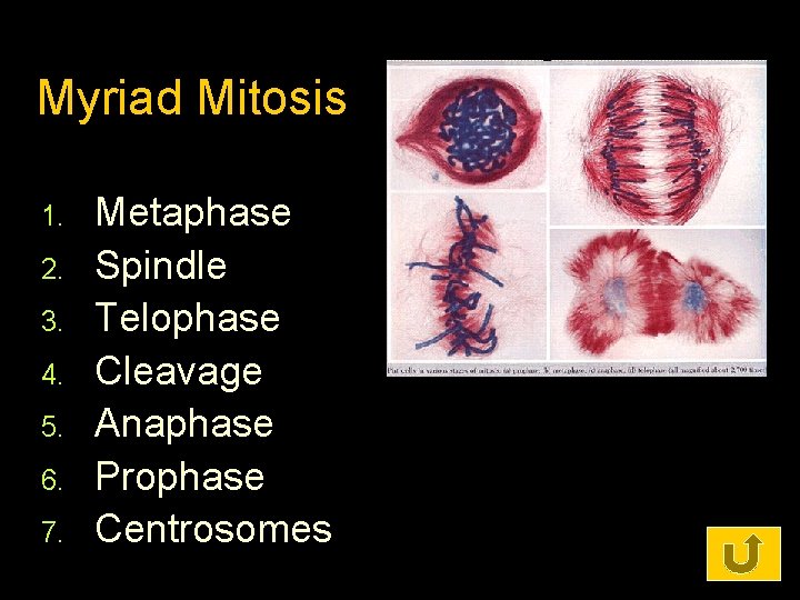 Myriad Mitosis 1. 2. 3. 4. 5. 6. 7. Metaphase Spindle Telophase Cleavage Anaphase