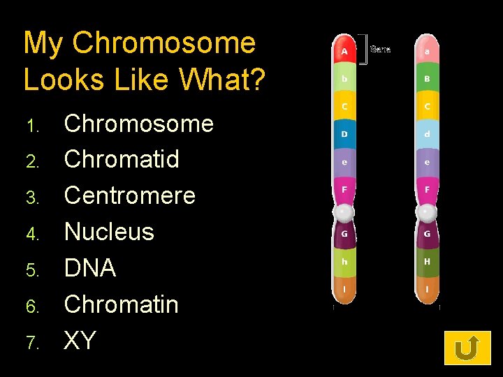 My Chromosome Looks Like What? 1. 2. 3. 4. 5. 6. 7. Chromosome Chromatid