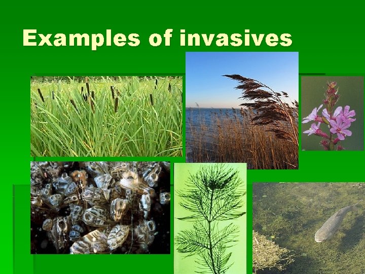 Examples of invasives 