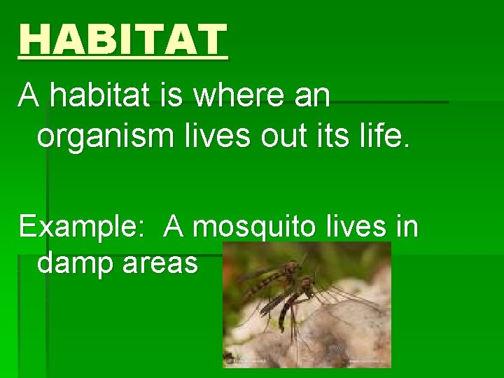 HABITAT A habitat is where an organism lives out its life. Example: A mosquito