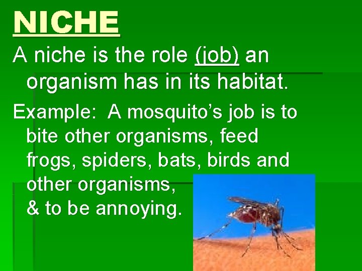 NICHE A niche is the role (job) an organism has in its habitat. Example: