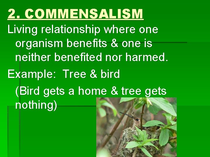 2. COMMENSALISM Living relationship where one organism benefits & one is neither benefited nor