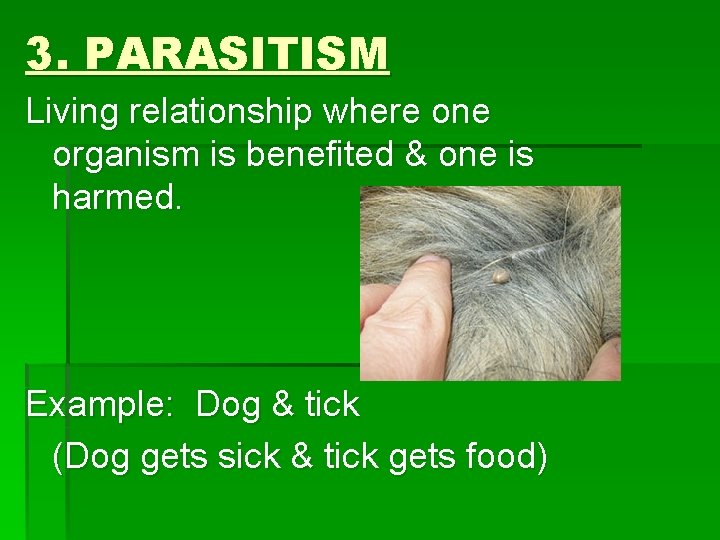 3. PARASITISM Living relationship where one organism is benefited & one is harmed. Example: