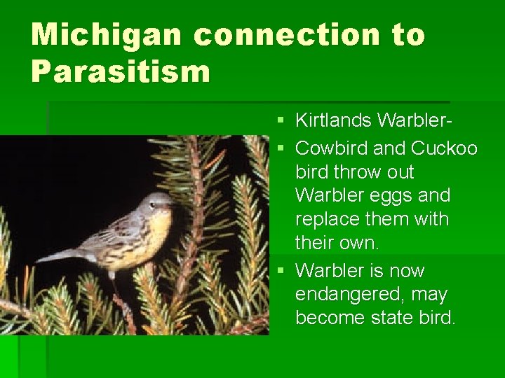 Michigan connection to Parasitism § Kirtlands Warbler§ Cowbird and Cuckoo bird throw out Warbler