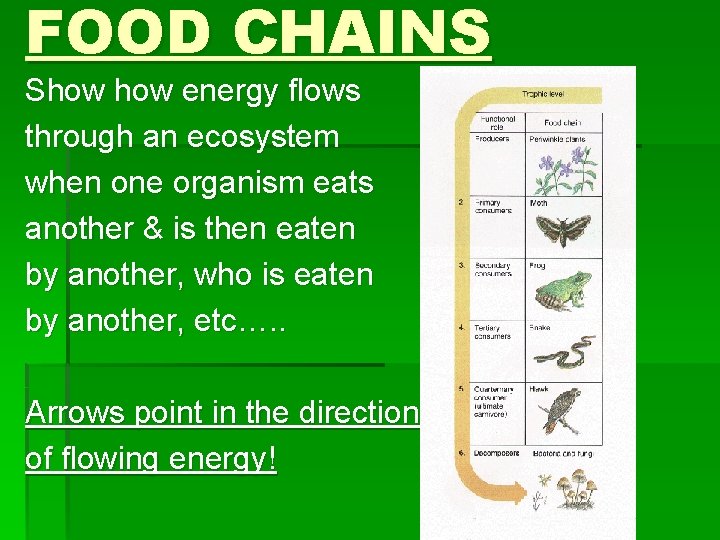 FOOD CHAINS Show energy flows through an ecosystem when one organism eats another &