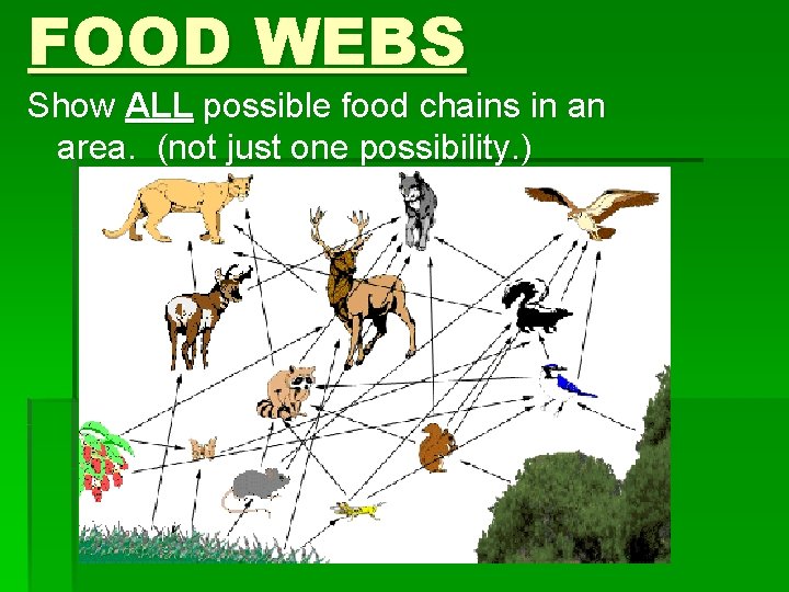 FOOD WEBS Show ALL possible food chains in an area. (not just one possibility.