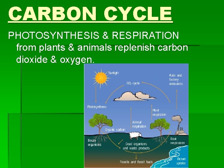 CARBON CYCLE PHOTOSYNTHESIS & RESPIRATION from plants & animals replenish carbon dioxide & oxygen.