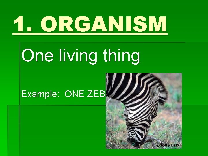 1. ORGANISM One living thing Example: ONE ZEBRA 