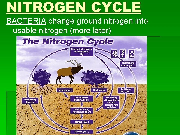 NITROGEN CYCLE BACTERIA change ground nitrogen into usable nitrogen (more later) 