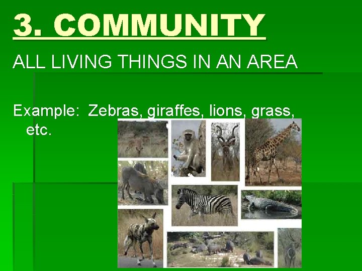 3. COMMUNITY ALL LIVING THINGS IN AN AREA Example: Zebras, giraffes, lions, grass, etc.