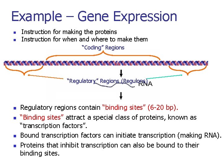 Example – Gene Expression n n Instruction for making the proteins Instruction for when