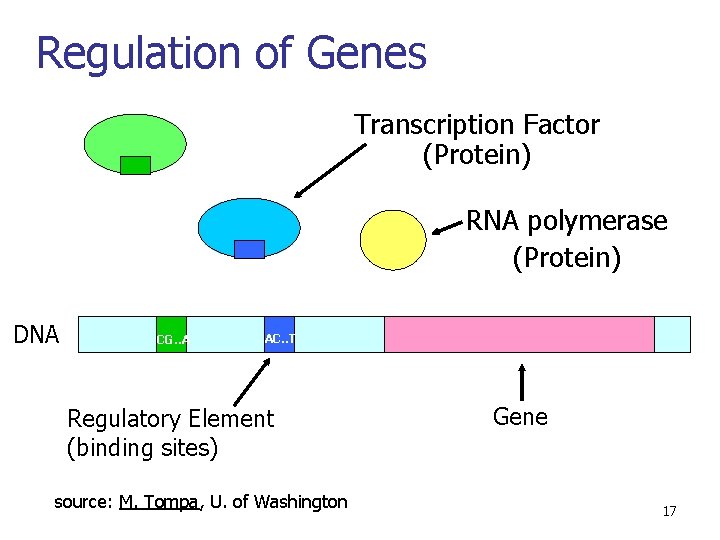 Regulation of Genes Transcription Factor (Protein) RNA polymerase (Protein) DNA CG. . A AC.