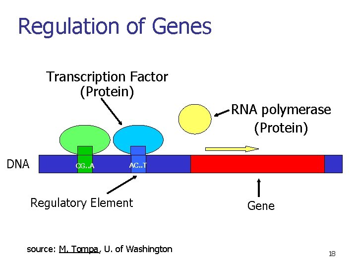Regulation of Genes Transcription Factor (Protein) RNA polymerase (Protein) DNA CG. . A AC.