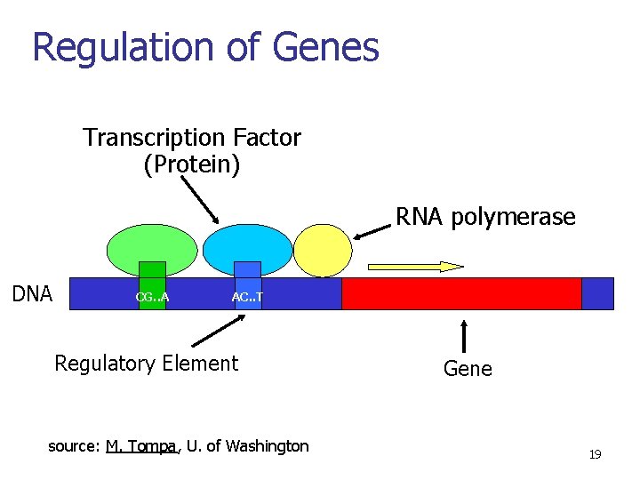 Regulation of Genes Transcription Factor (Protein) RNA polymerase DNA CG. . A AC. .