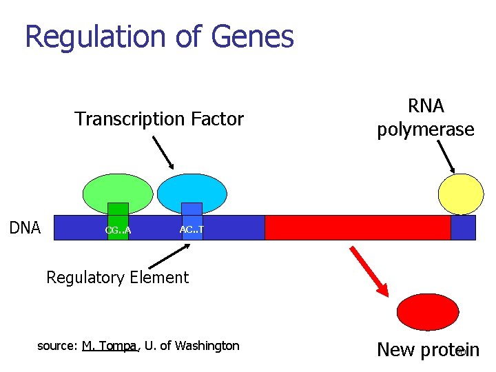 Regulation of Genes Transcription Factor DNA CG. . A RNA polymerase AC. . T