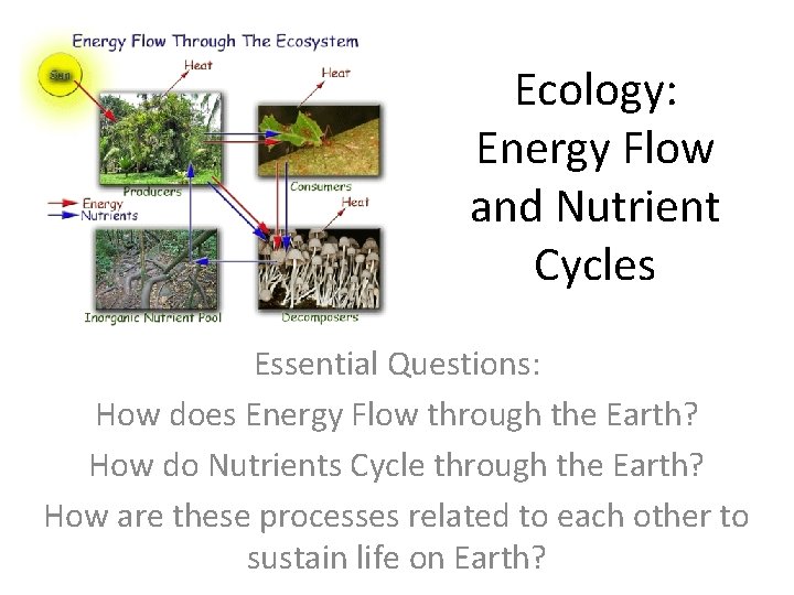 Ecology: Energy Flow and Nutrient Cycles Essential Questions: How does Energy Flow through the