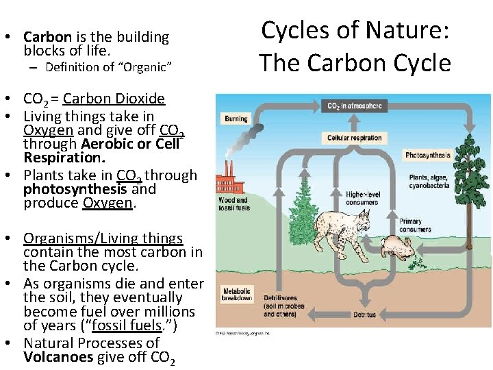  • Carbon is the building blocks of life. – Definition of “Organic” •