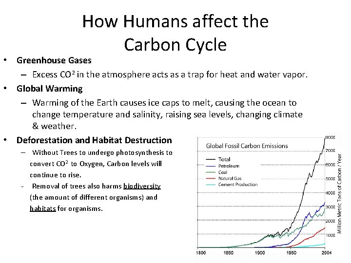 How Humans affect the Carbon Cycle • Greenhouse Gases – Excess CO 2 in