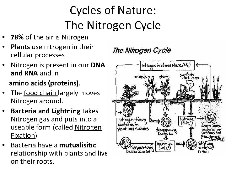 Cycles of Nature: The Nitrogen Cycle • 78% of the air is Nitrogen •