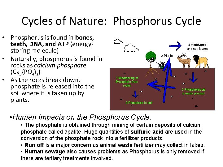 Cycles of Nature: Phosphorus Cycle • Phosphorus is found in bones, teeth, DNA, and