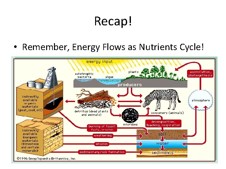 Recap! • Remember, Energy Flows as Nutrients Cycle! 
