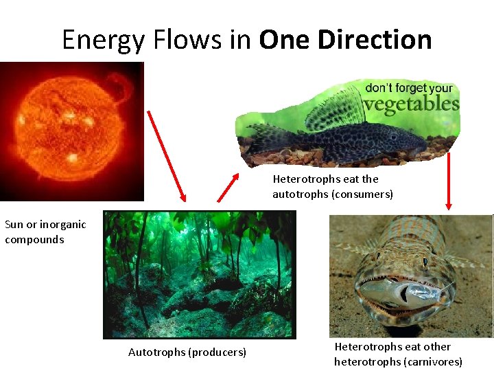 Energy Flows in One Direction Heterotrophs eat the autotrophs (consumers) Sun or inorganic compounds