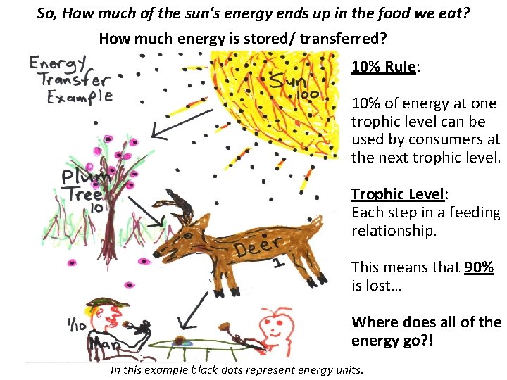 So, How much of the sun’s energy ends up in the food we eat?