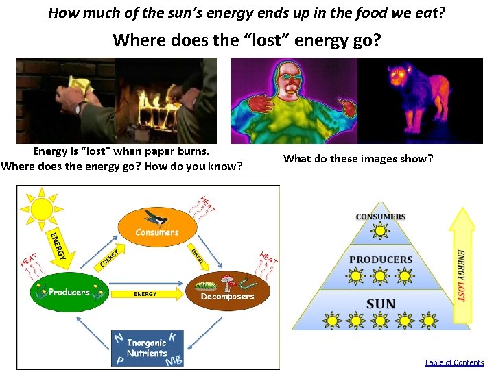 How much of the sun’s energy ends up in the food we eat? Where