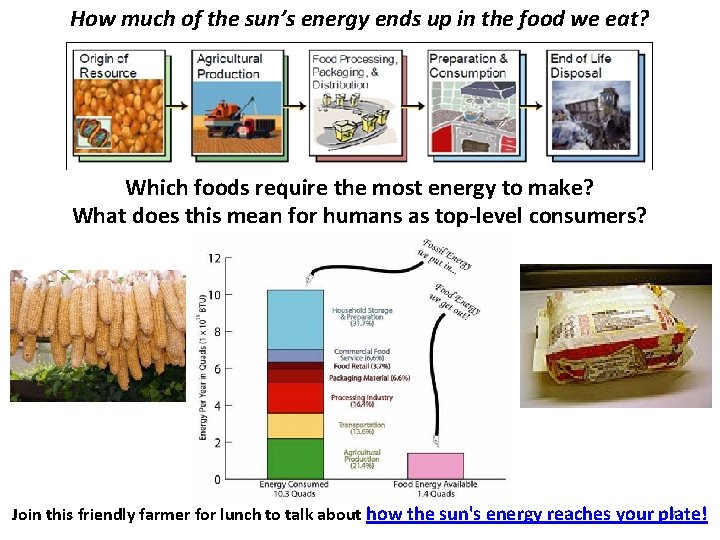 How much of the sun’s energy ends up in the food we eat? Which