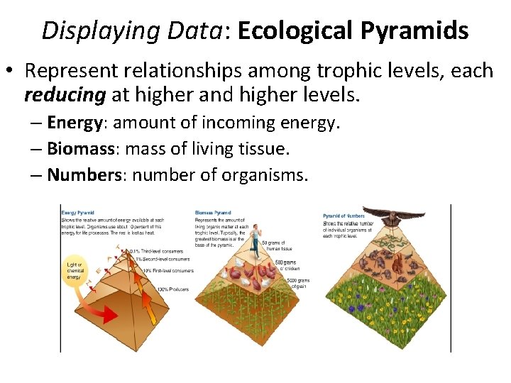 Displaying Data: Ecological Pyramids • Represent relationships among trophic levels, each reducing at higher