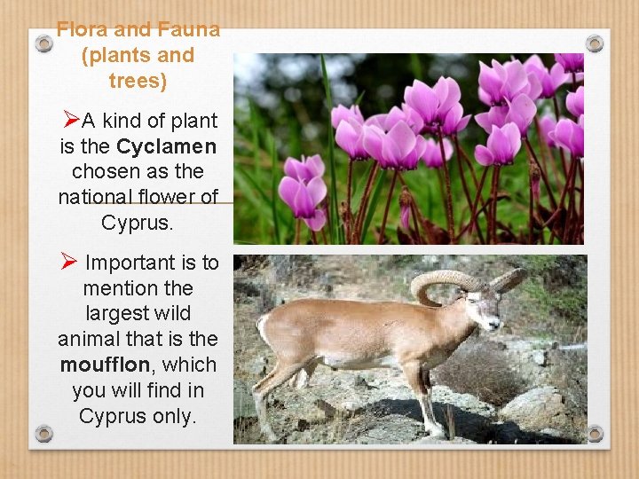 Flora and Fauna (plants and trees) ØA kind of plant is the Cyclamen chosen