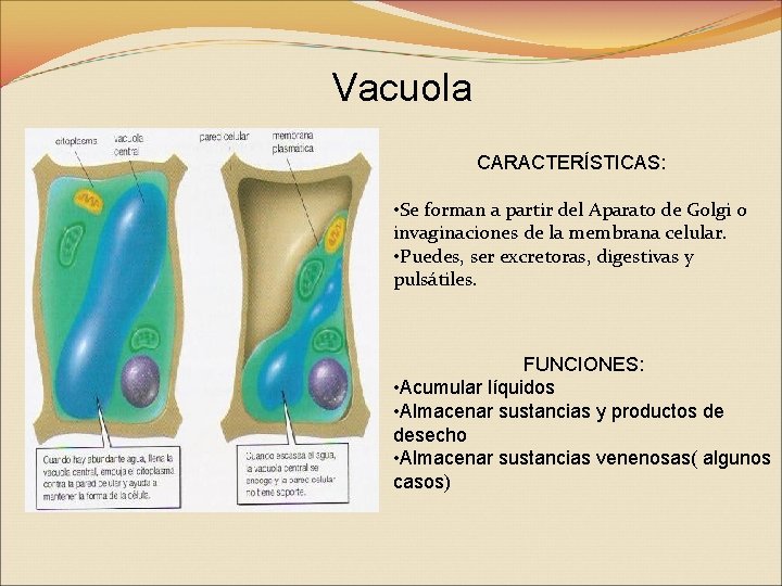 Vacuola CARACTERÍSTICAS: • Se forman a partir del Aparato de Golgi o invaginaciones de