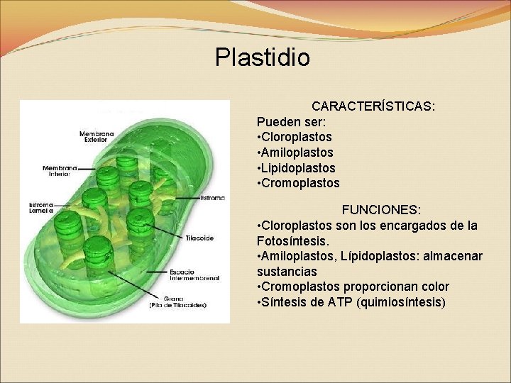 Plastidio CARACTERÍSTICAS: Pueden ser: • Cloroplastos • Amiloplastos • Lipidoplastos • Cromoplastos FUNCIONES: •