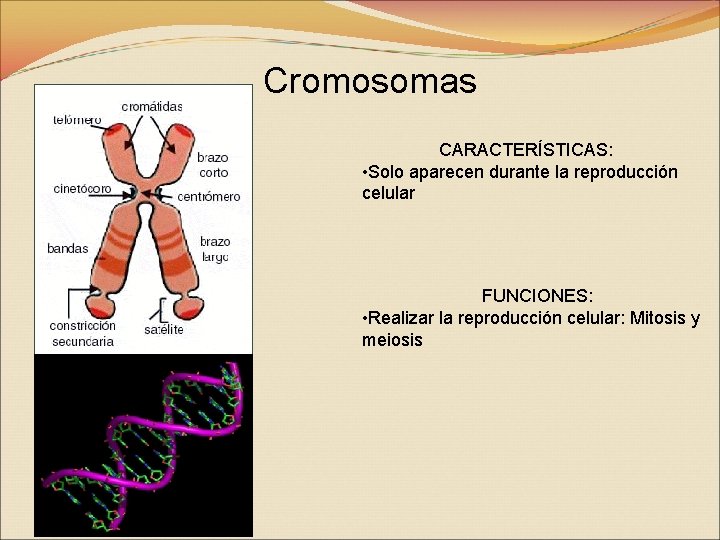 Cromosomas CARACTERÍSTICAS: • Solo aparecen durante la reproducción celular FUNCIONES: • Realizar la reproducción