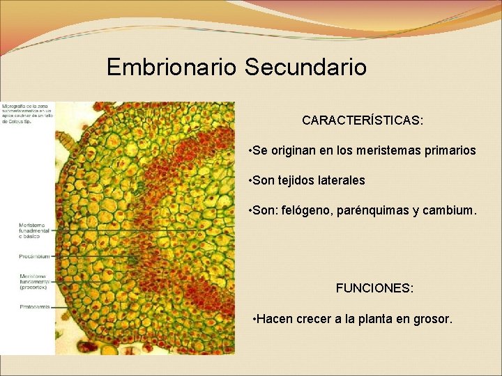 Embrionario Secundario CARACTERÍSTICAS: • Se originan en los meristemas primarios • Son tejidos laterales