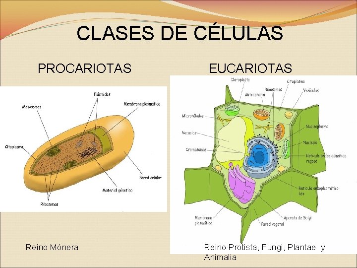 CLASES DE CÉLULAS PROCARIOTAS Reino Mónera EUCARIOTAS Reino Protista, Fungi, Plantae y Animalia 