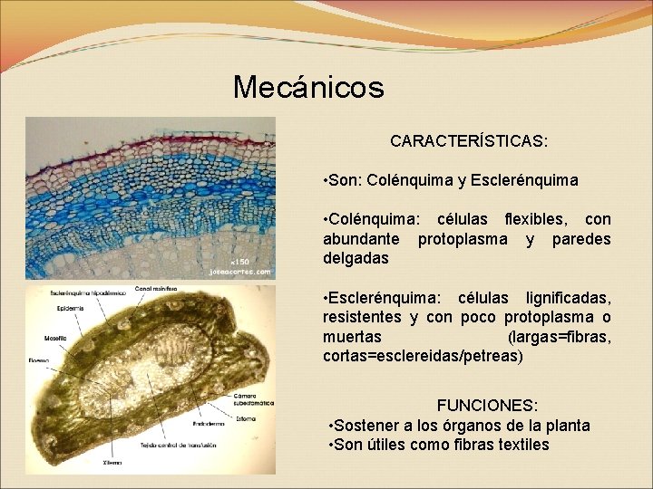 Mecánicos CARACTERÍSTICAS: • Son: Colénquima y Esclerénquima • Colénquima: células flexibles, con abundante protoplasma