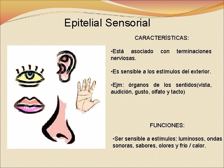 Epitelial Sensorial CARACTERÍSTICAS: • Está asociado nerviosas. con terminaciones • Es sensible a los