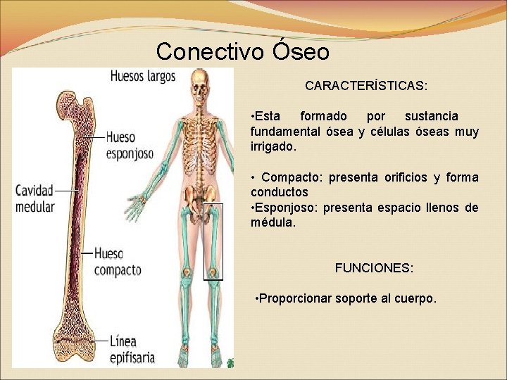 Conectivo Óseo CARACTERÍSTICAS: • Esta formado por sustancia fundamental ósea y células óseas muy